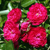 Arcadia rose photo
