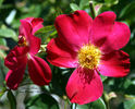 Gina's Rose™ rose photo