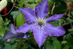 Rhapsody clematis photo