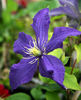 Rhapsody clematis photo