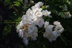 Sequoia Greenfield rose photo