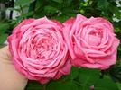 Mon Petit Chou rose photo