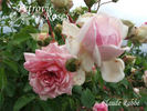 Claude Rabbe rose photo