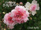 Claude Rabbe rose photo