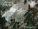 New Dawn White rose photo