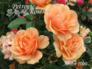 Alison 2000 rose photo