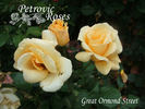 Great Ormond Street rose photo