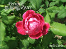 Belle Doria rose photo