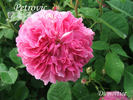 Dumortier rose photo