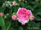 Ville de Toulouse rose photo
