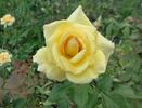 Especially for You rose photo
