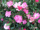 Yesterday ® rose photo
