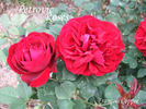 François Coppée rose photo