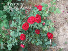 François Coppée rose photo