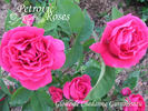Gloire de Chédane-Guinoisseau rose photo