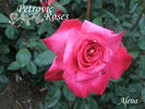 Alena rose photo