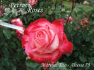 Altesse 75 rose photo