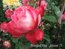 Altesse 75 rose photo