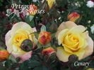 Canary ® rose photo