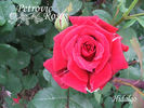 Hidalgo® rose photo
