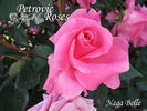 Naga Belle ™ rose photo
