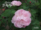 Delille rose photo