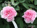 Jean Bodin rose photo