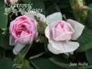 Jean Bodin rose photo