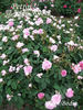 Jean Bodin rose photo