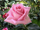 Affirm rose photo