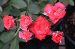 Andie MacDowell ™ rose photo
