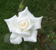 Bridal White ™ (floribunda, Warriner rose photo