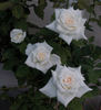 Bridal White ™ (floribunda, Warriner rose photo