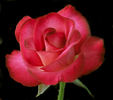 Brooks' Red rose photo