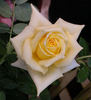 Buttercream rose photo