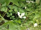 Hagelby White clematis photo