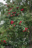 Rote Max Graf rose photo