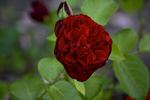 Tantau's Überraschung rose photo