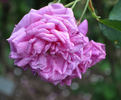 Stratosféra rose photo