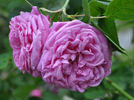Stratosféra rose photo