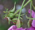 Stratosféra rose photo