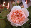 Ellen ® rose photo