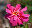 Fandango rose photo
