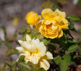 San Luis Rey rose photo