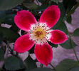 Frank Naylor rose photo