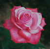 Friendship rose photo