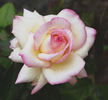 Fushimi rose photo