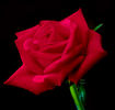 Grand Gala rose photo