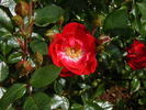 Little Buckaroo rose photo