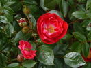 Little Buckaroo rose photo